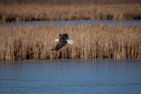 MRG_0066 copy