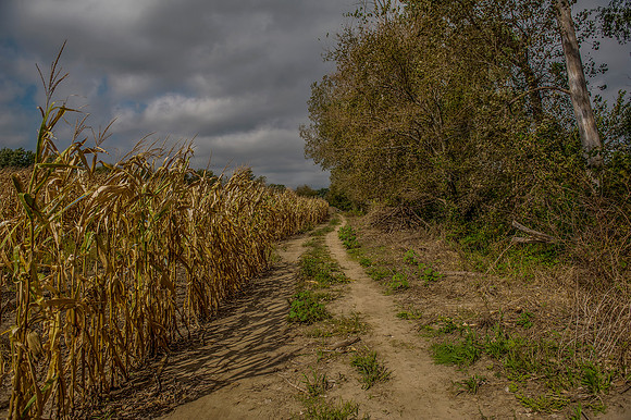_Harvest 2015