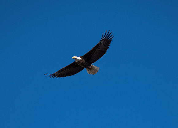 Bald Eagle_ (1)