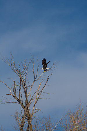 Bald Eagle_ (4)