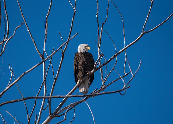 Bald Eagle_ (2)