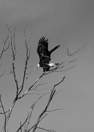 Bald Eagle_ (5)