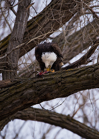 Bald Eagle_ (6)