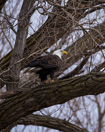 Bald Eagle_ (7)