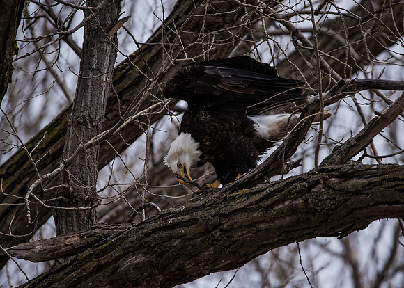 Bald Eagle_ (8)