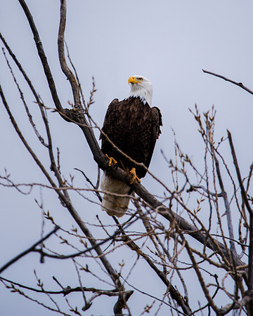 Bald Eagle_ (9)