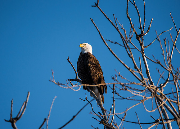 Bald Eagle_ (10)