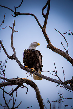 Bald Eagle_ (11)