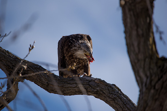 Bald Eagle_ (12)