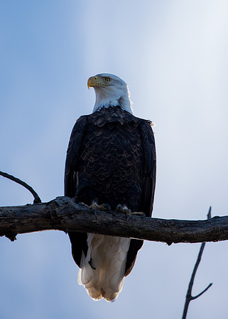 Bald Eagle_ (13)