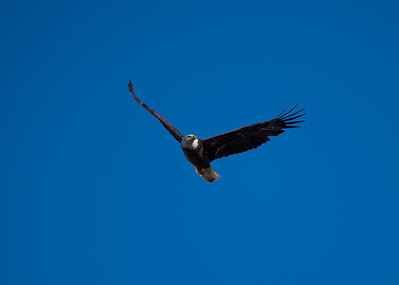 Bald Eagle_ (14)
