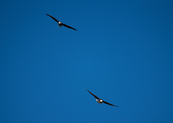 Bald Eagle_ (15)