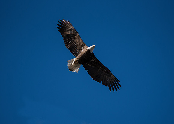 Bald Eagle_ (16)
