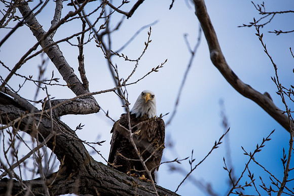 Bald Eagle_ (17)