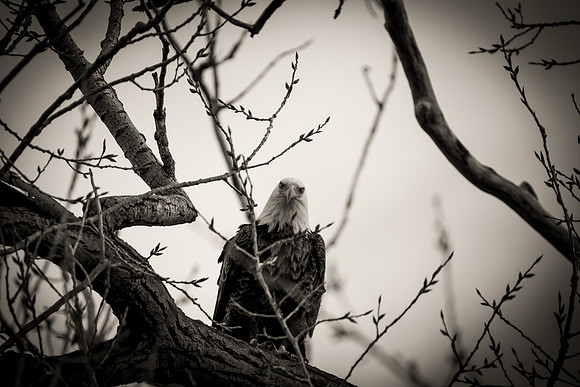 Bald Eagle_ (18)