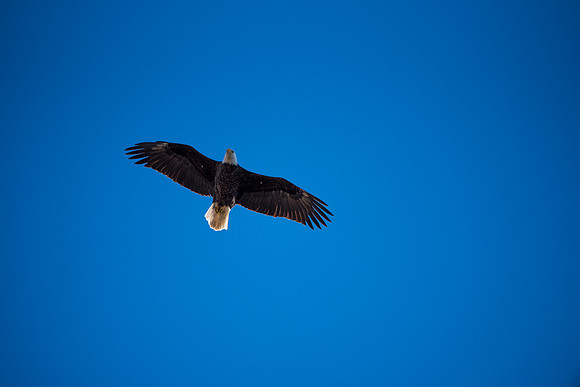Bald Eagle_ (19)