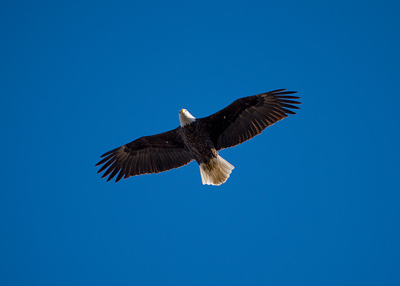 Bald Eagle_ (20)