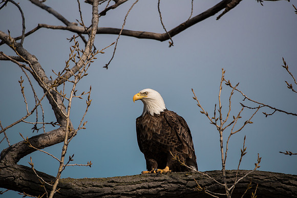 Bald Eagle_ (21)