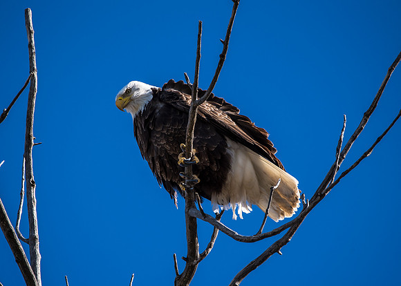 Bald Eagle_ (22)