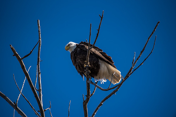 Bald Eagle_ (23)