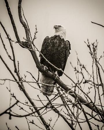 Bald Eagle_ (24)