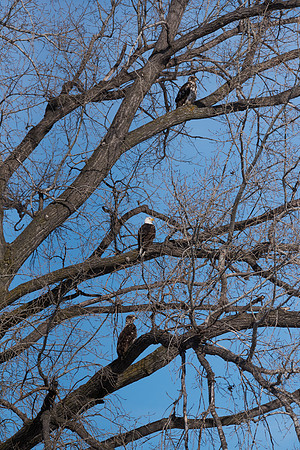 Bald Eagle_ (25)