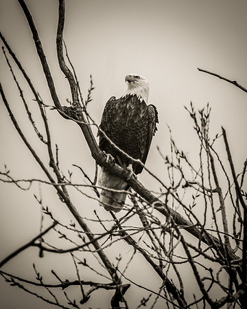 Bald Eagle_ (26)