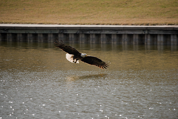 Bald Eagle_ (27)