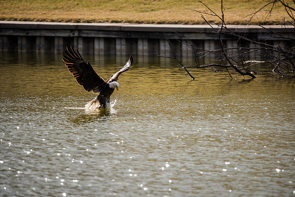 Bald Eagle_ (28)