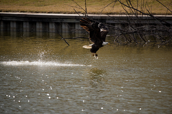 Bald Eagle_ (29)