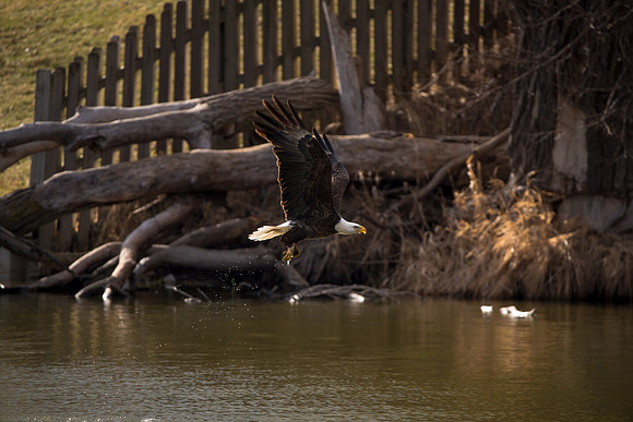 Bald Eagle_ (30)