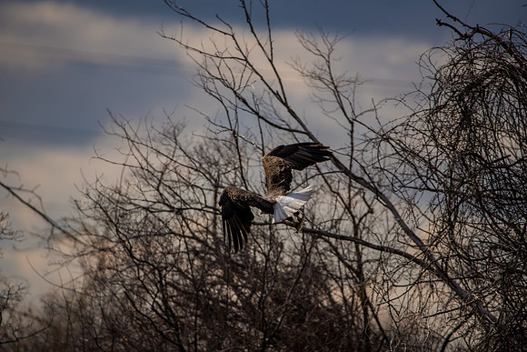 Bald Eagle_ (31)