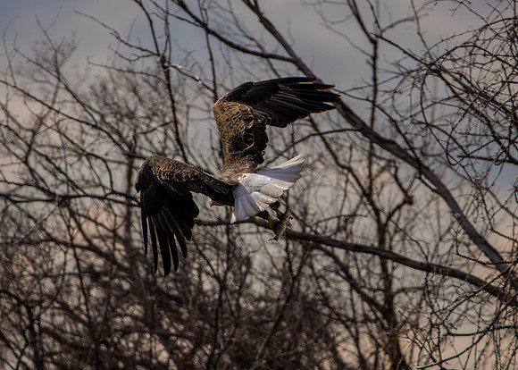 Bald Eagle_ (32)