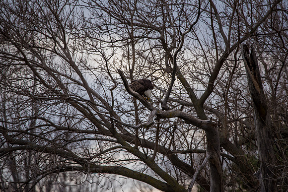 Bald Eagle_ (33)