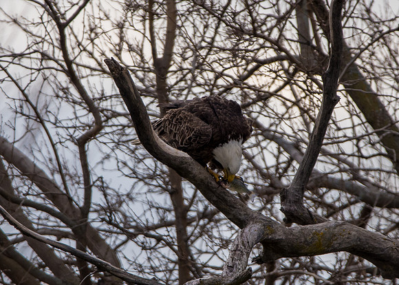 Bald Eagle_ (34)