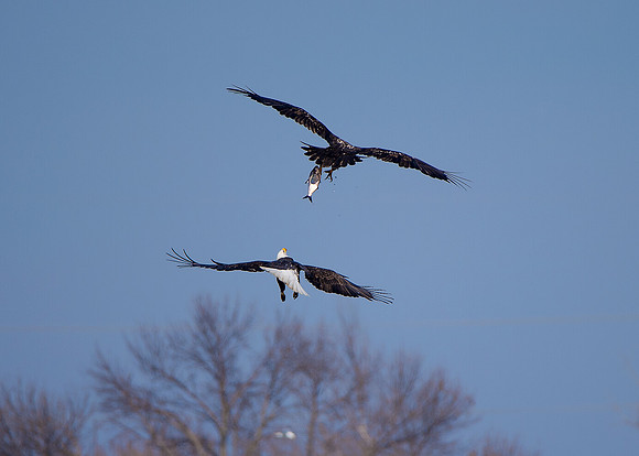 Bald Eagle_ (35)