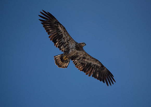 Bald Eagle_ (36)
