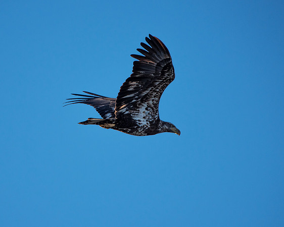 Bald Eagle_ (37)