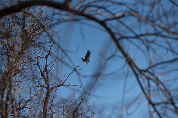 Bald Eagle_ (38)