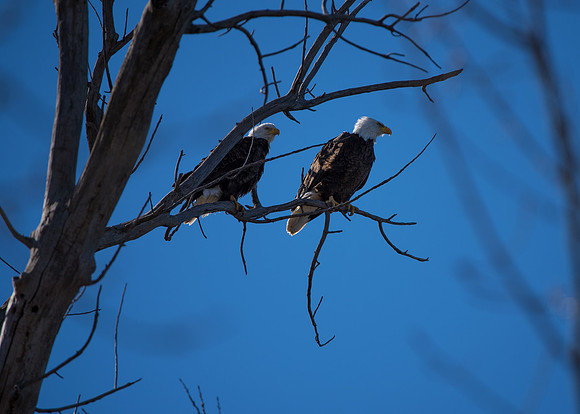 Bald Eagle_ (39)