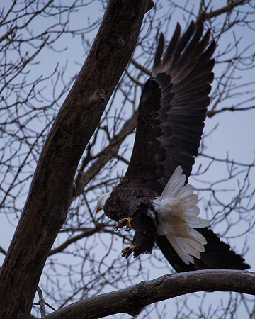 Bald Eagle_ (40)
