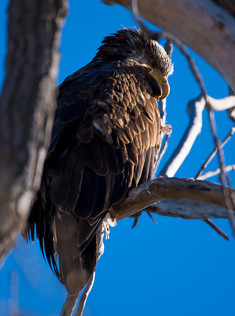 Bald Eagle_ (41)