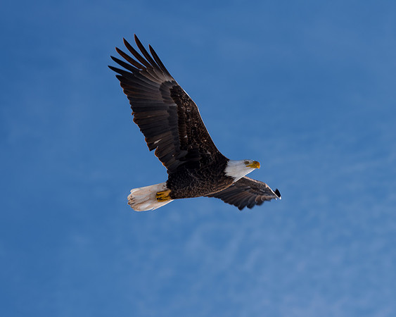Bald Eagle_