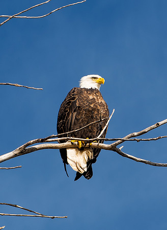 Bald Eagle_
