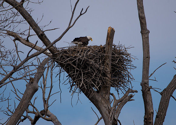 Eagle Nesting March 20 2017 5x7_