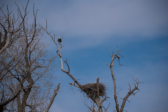 Nest 1_