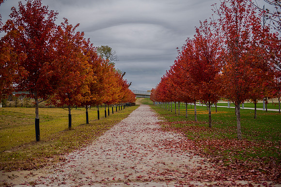 Trees at Park_