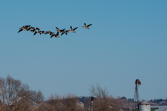 Geese_