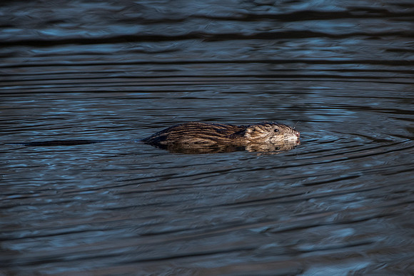 Muskrat_