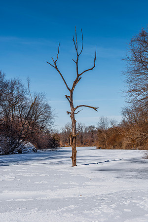 Tree in ice1_